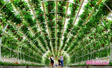 第二十四屆中國(guó)(壽光)國(guó)際蔬菜科技博覽會(huì)開幕，新增夜游項(xiàng)目點(diǎn)亮菜博盛宴